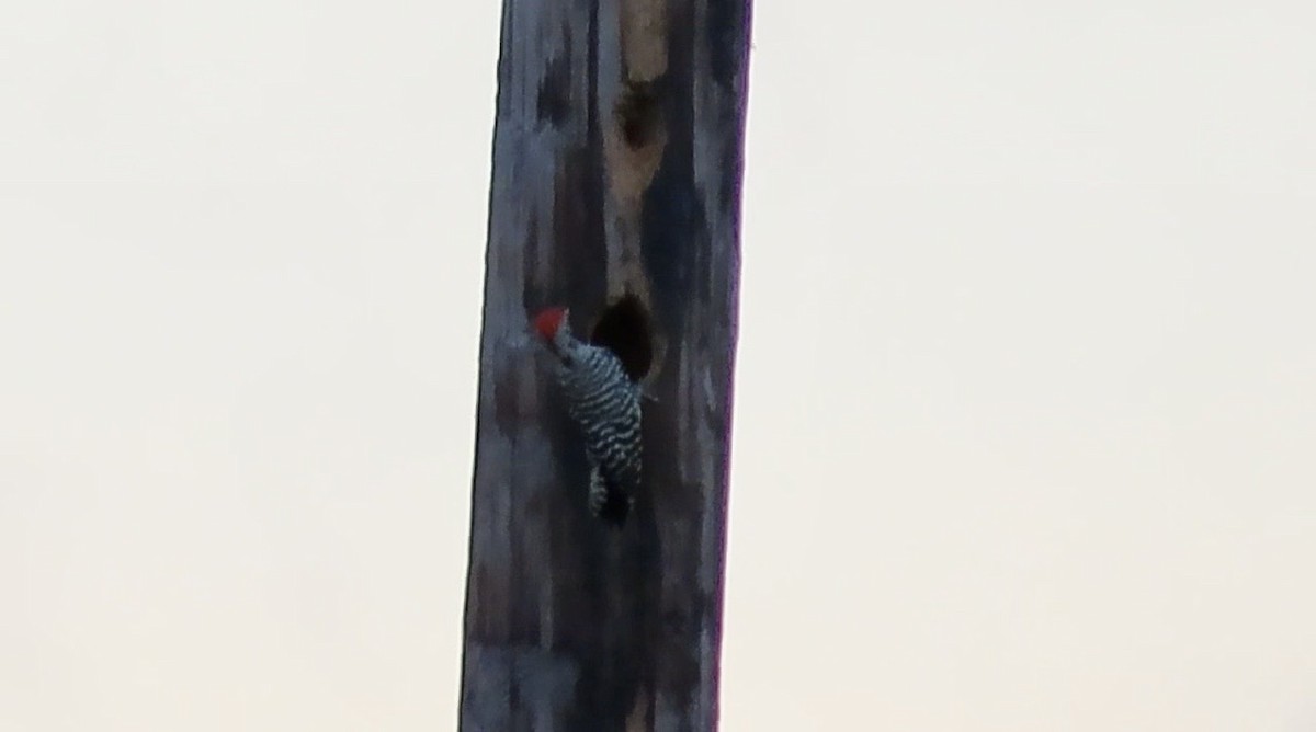 Ladder-backed Woodpecker - ML642086807