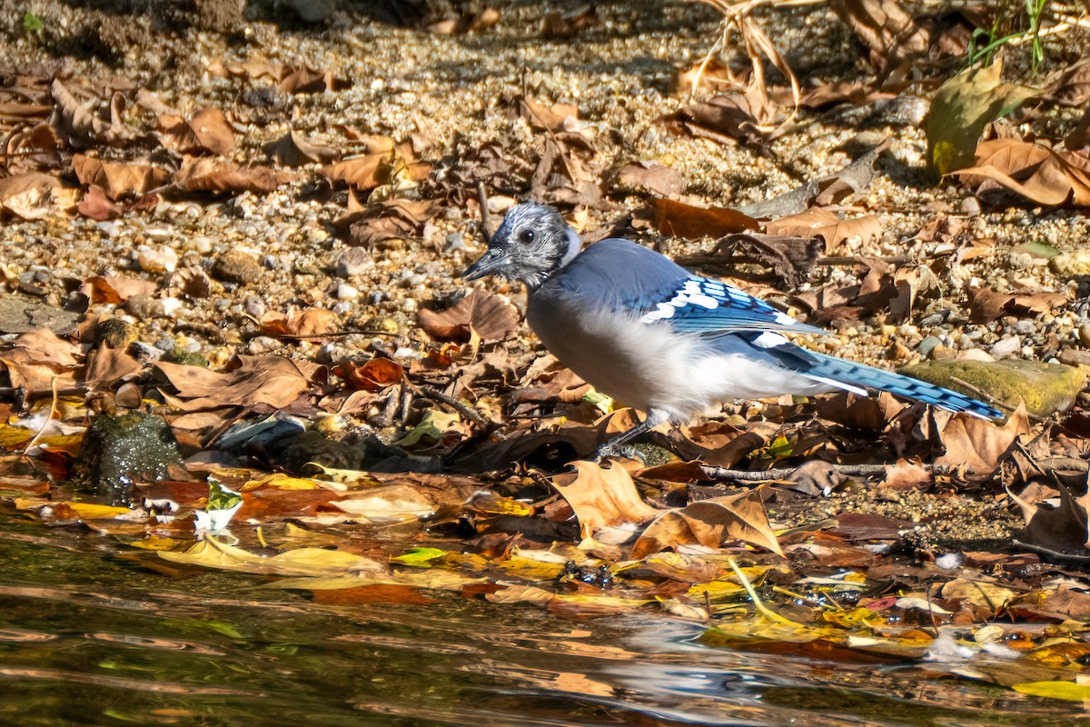 Geai bleu - ML642086808