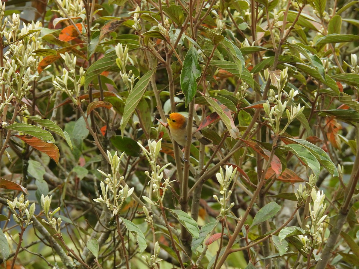 Orange-headed Tanager - ML642086812