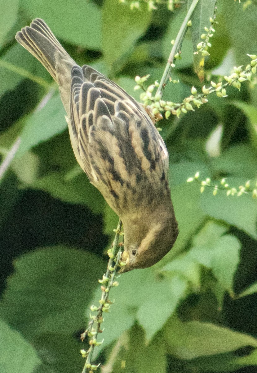 家麻雀 - ML642086826