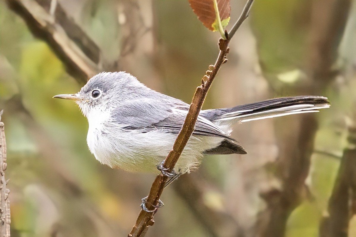 Blue-gray Gnatcatcher - ML642086834