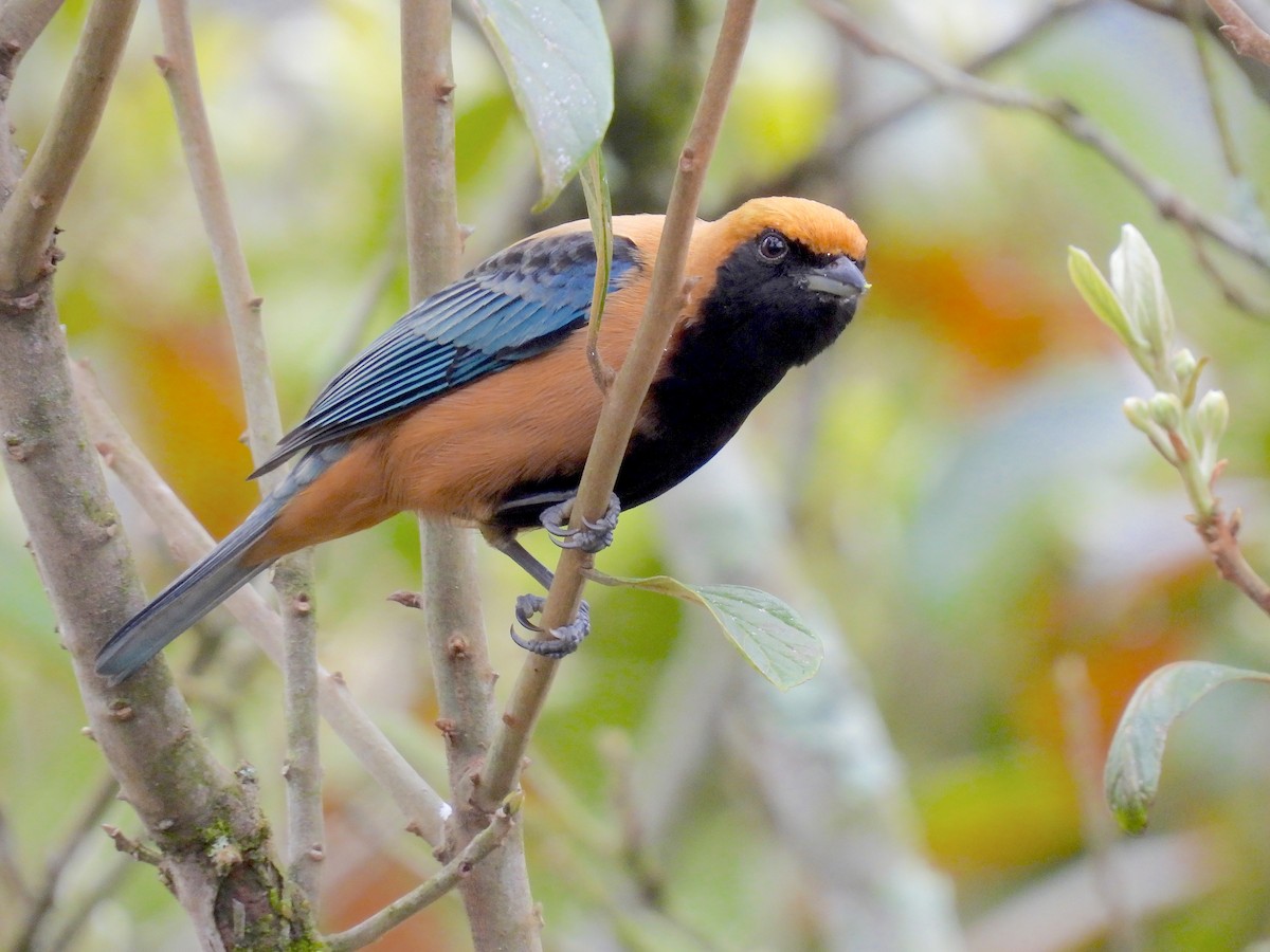 Burnished-buff Tanager - ML642086836