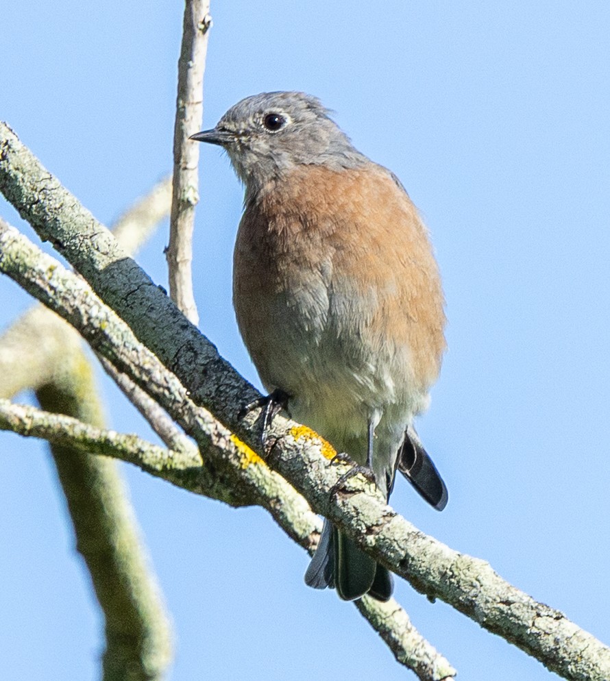 Western Bluebird - ML642086837