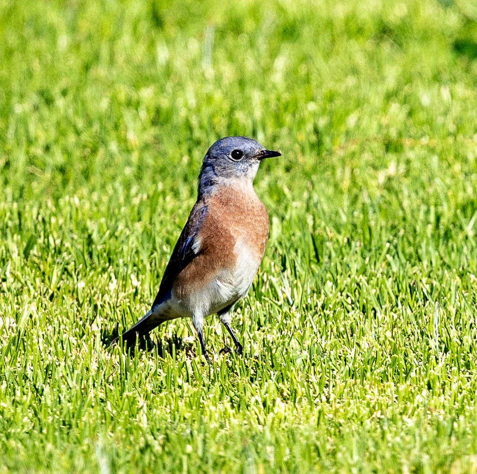 Western Bluebird - ML642086838