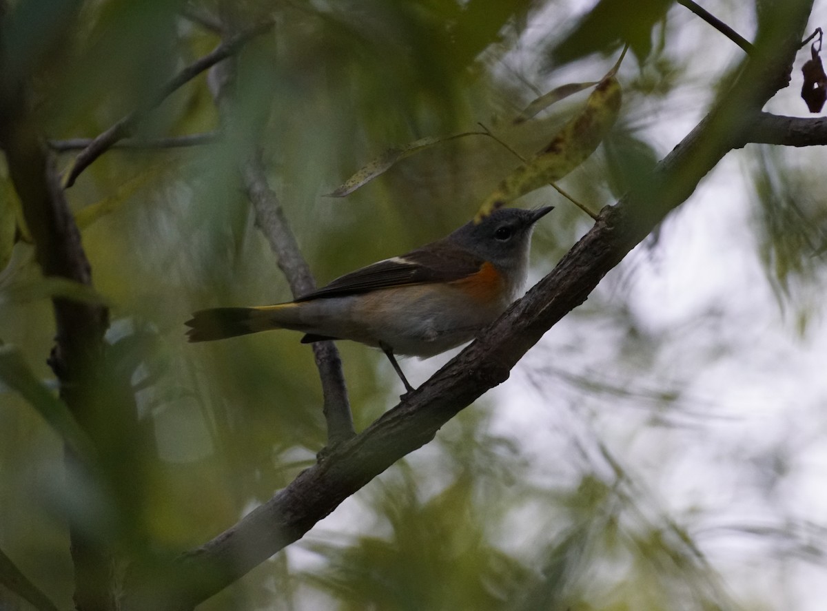 American Redstart - ML642086839
