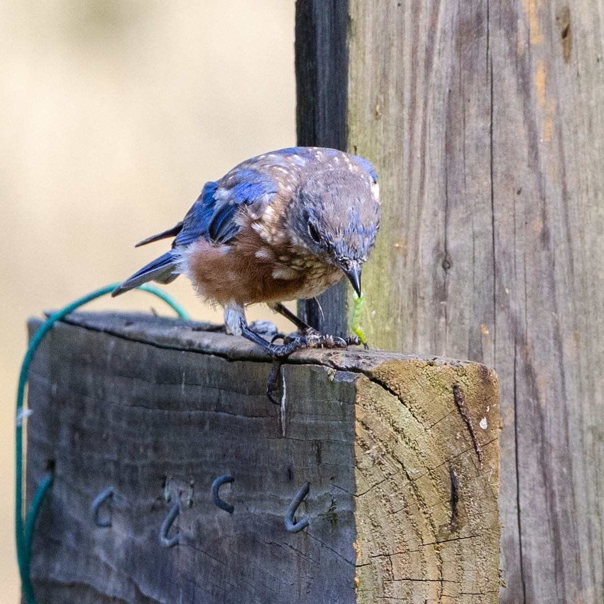Eastern Bluebird - ML642086840