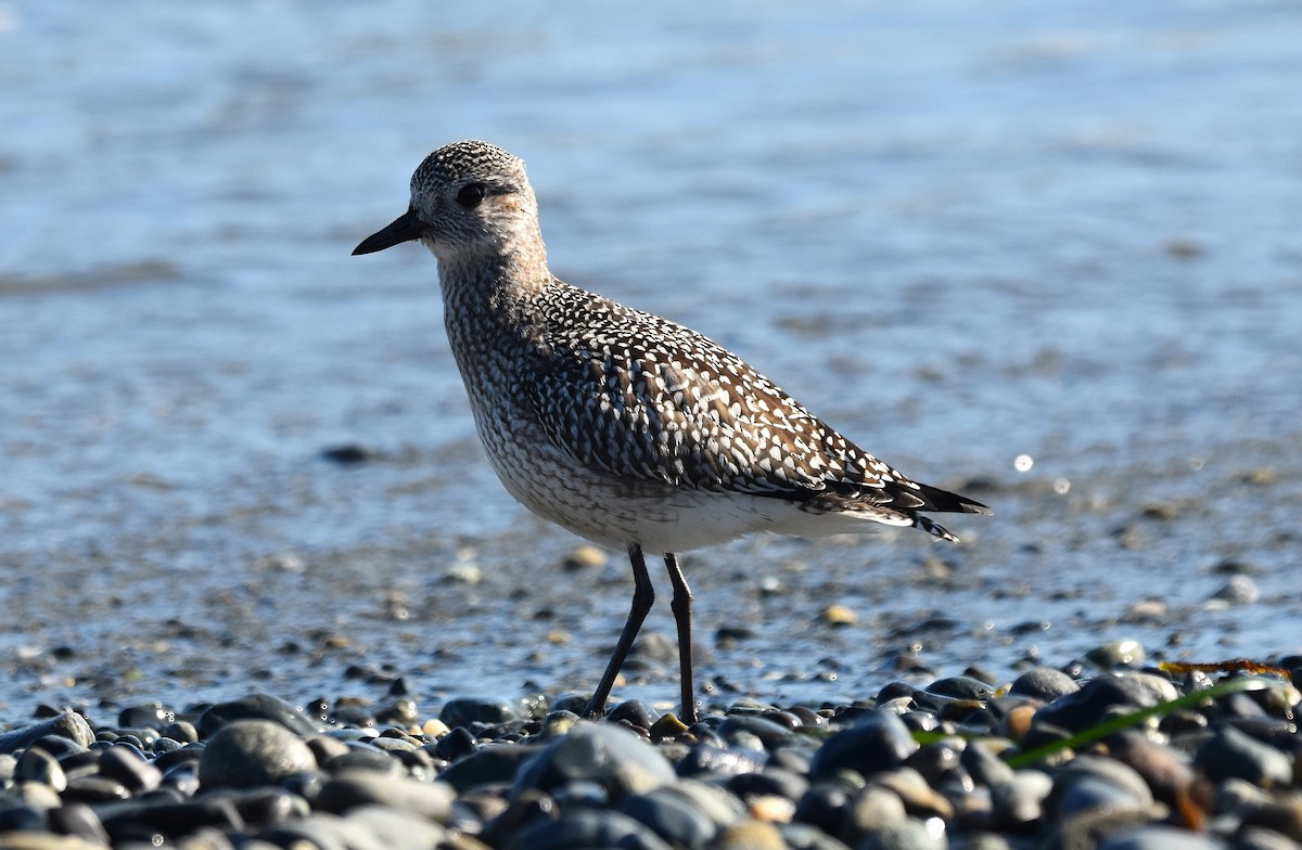Black-bellied Plover - ML642086860