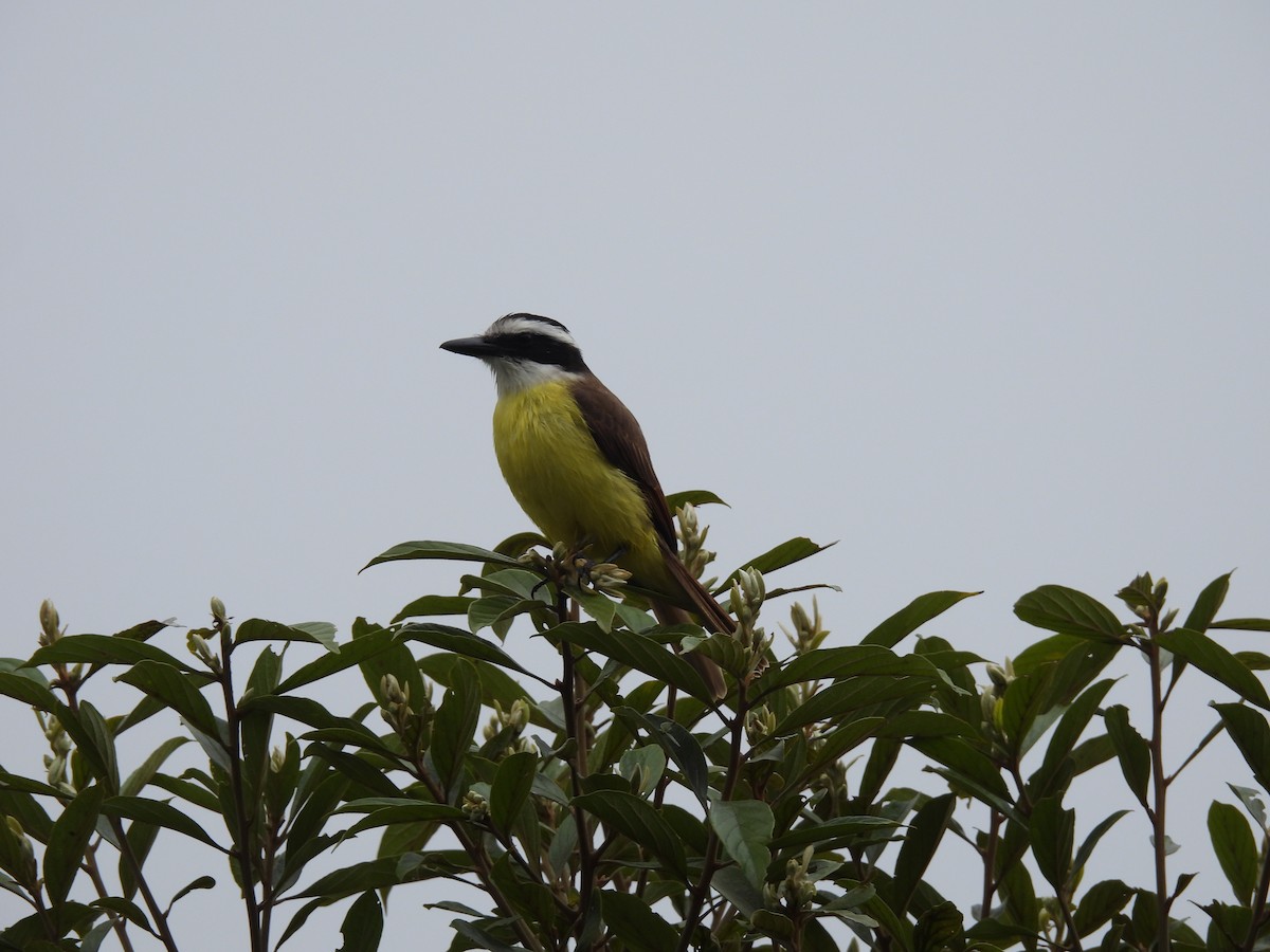 Great Kiskadee - ML642086861