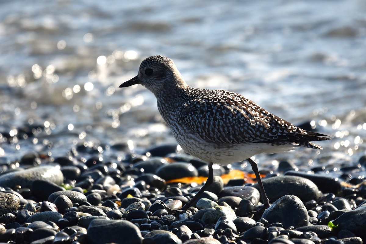 Black-bellied Plover - ML642086863