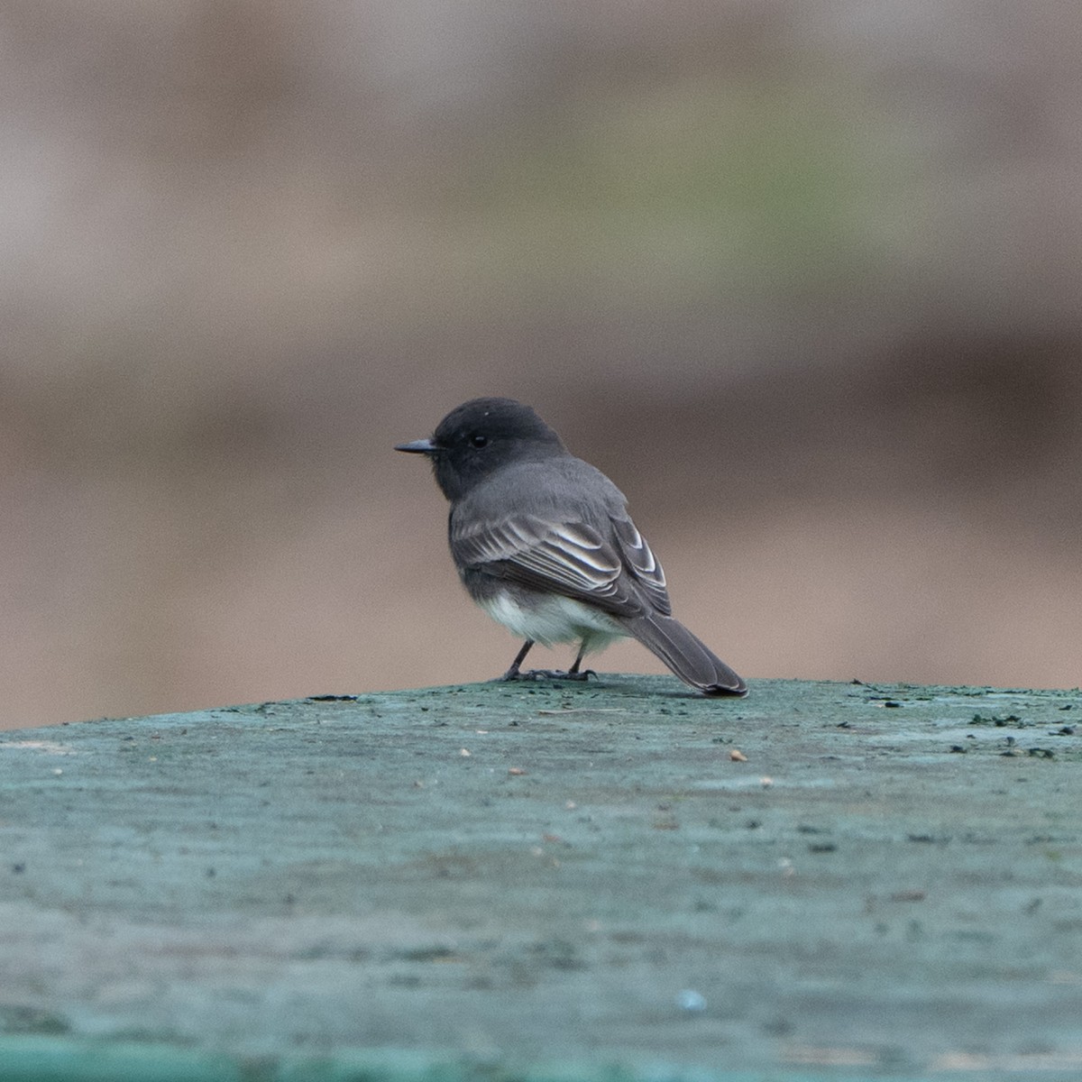 Black Phoebe - ML642086871