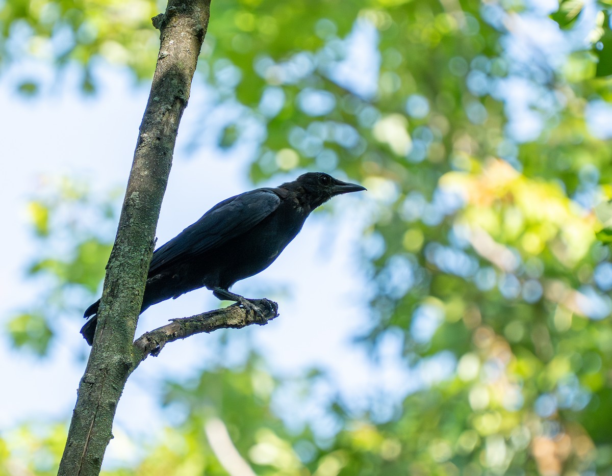 American Crow - ML642086876