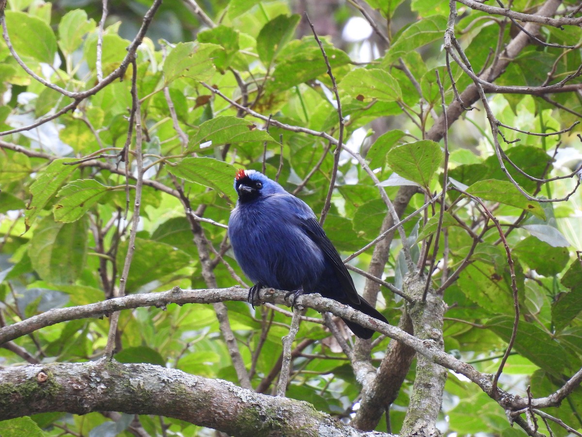 オウカンフウキンチョウ - ML642086878