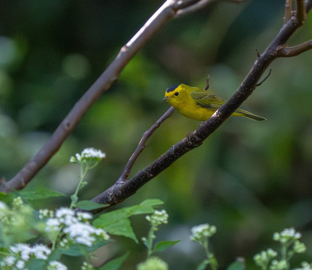Wilson's Warbler - ML642086886