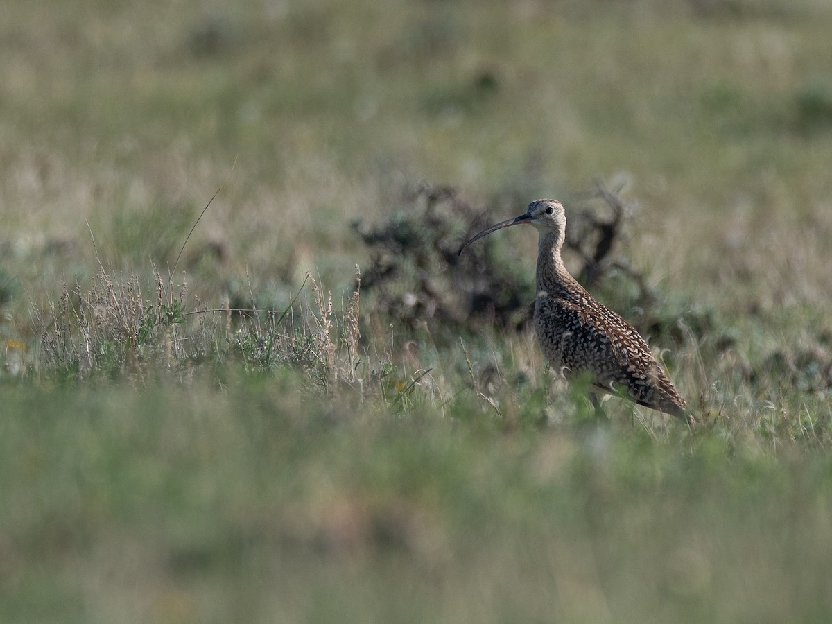 Long-billed Curlew - ML642086892