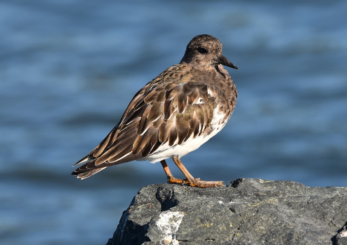 Black Turnstone - ML642086897