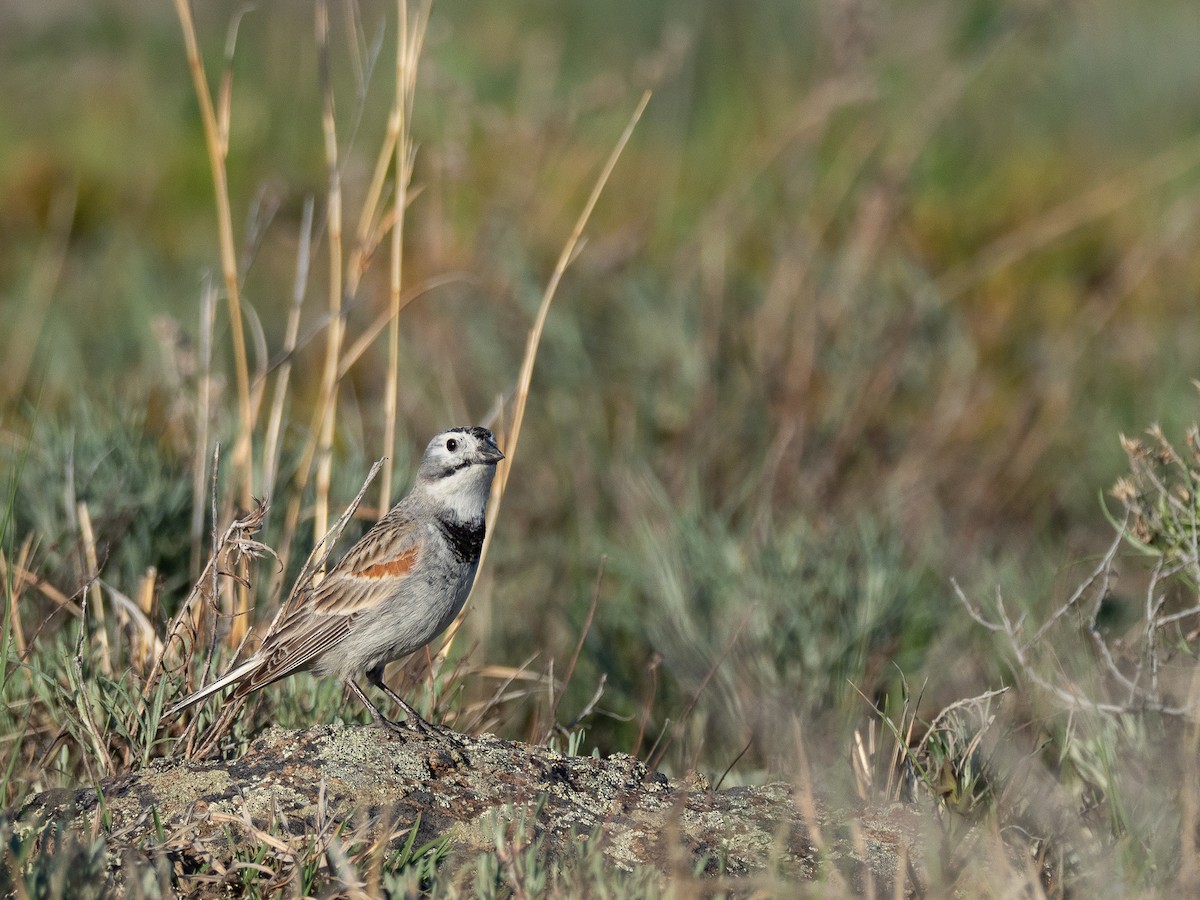 Thick-billed Longspur - ML642086908