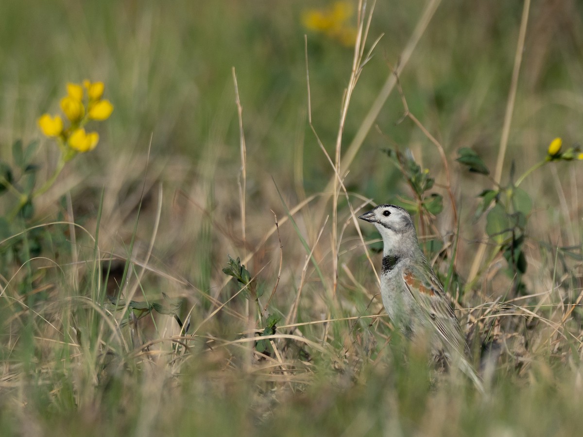 Thick-billed Longspur - ML642086910