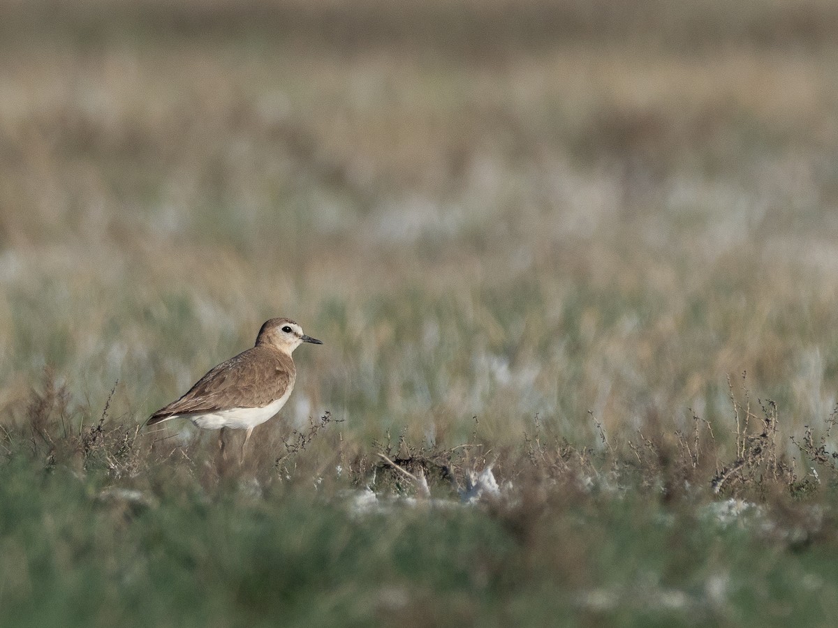 Mountain Plover - ML642086911