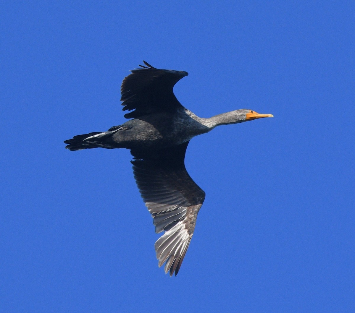 Cormorán Orejudo - ML642086919