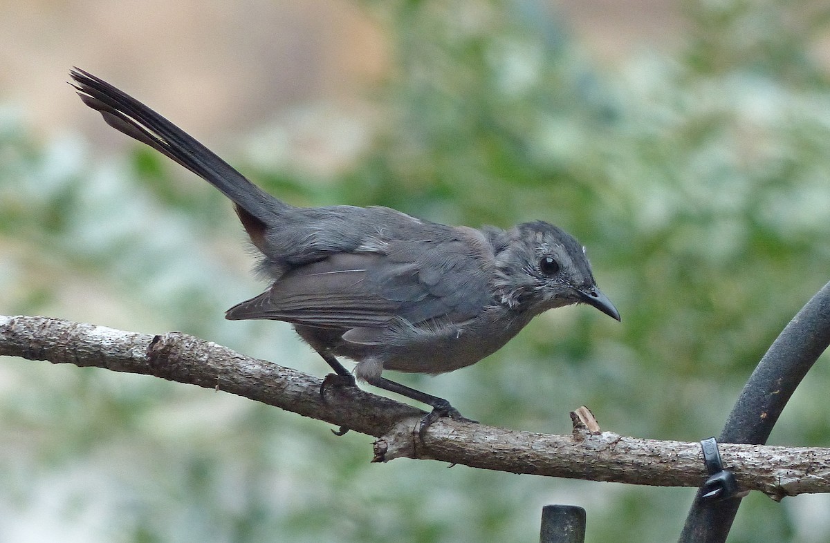 Gray Catbird - ML642086931