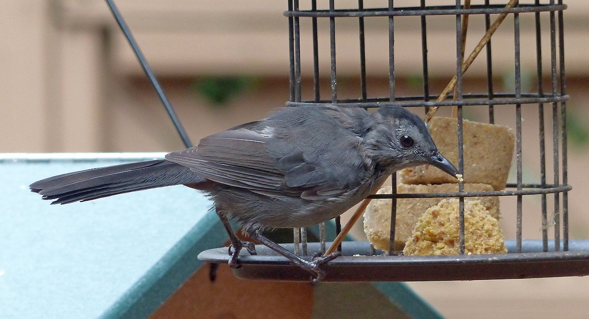 Gray Catbird - ML642086932