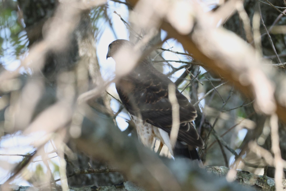 Sharp-shinned/Cooper's Hawk - ML642086934