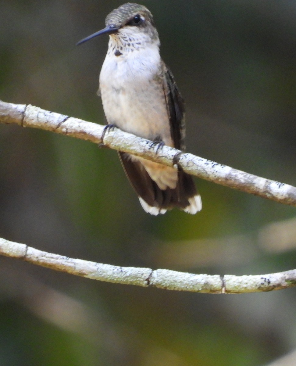 Ruby-throated Hummingbird - ML642086937
