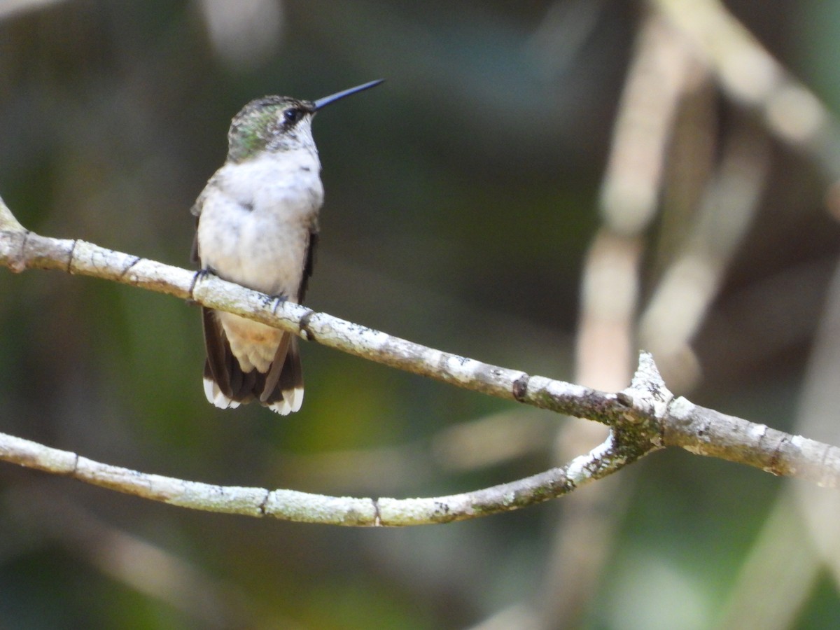 Ruby-throated Hummingbird - ML642086939