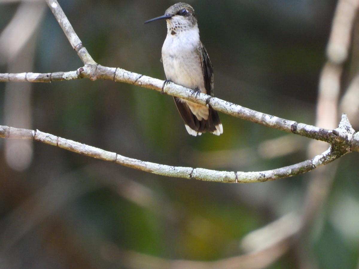Ruby-throated Hummingbird - ML642086940