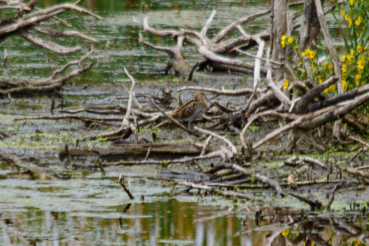 Wilson's Snipe - ML642086954