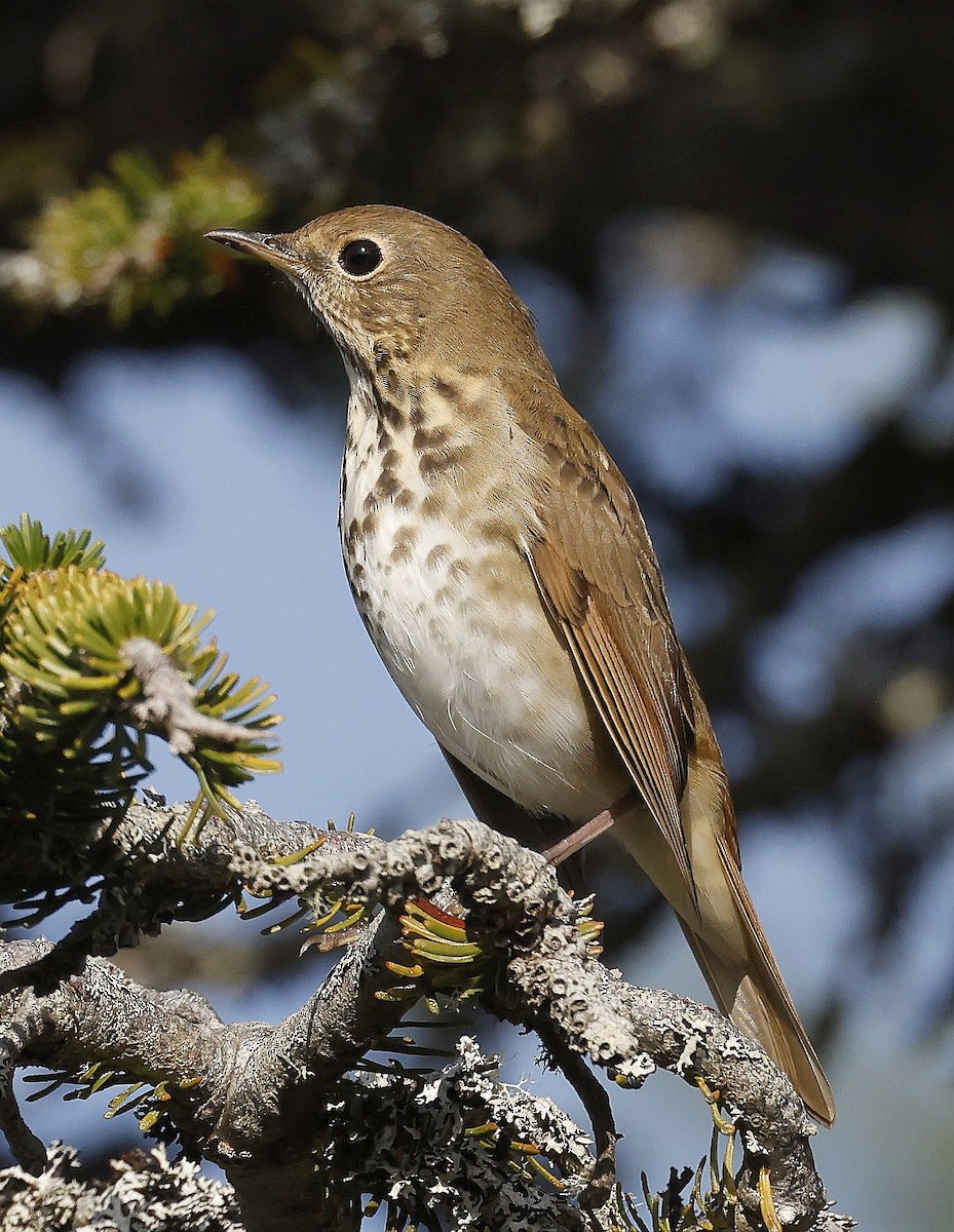 Hermit Thrush - ML642086956