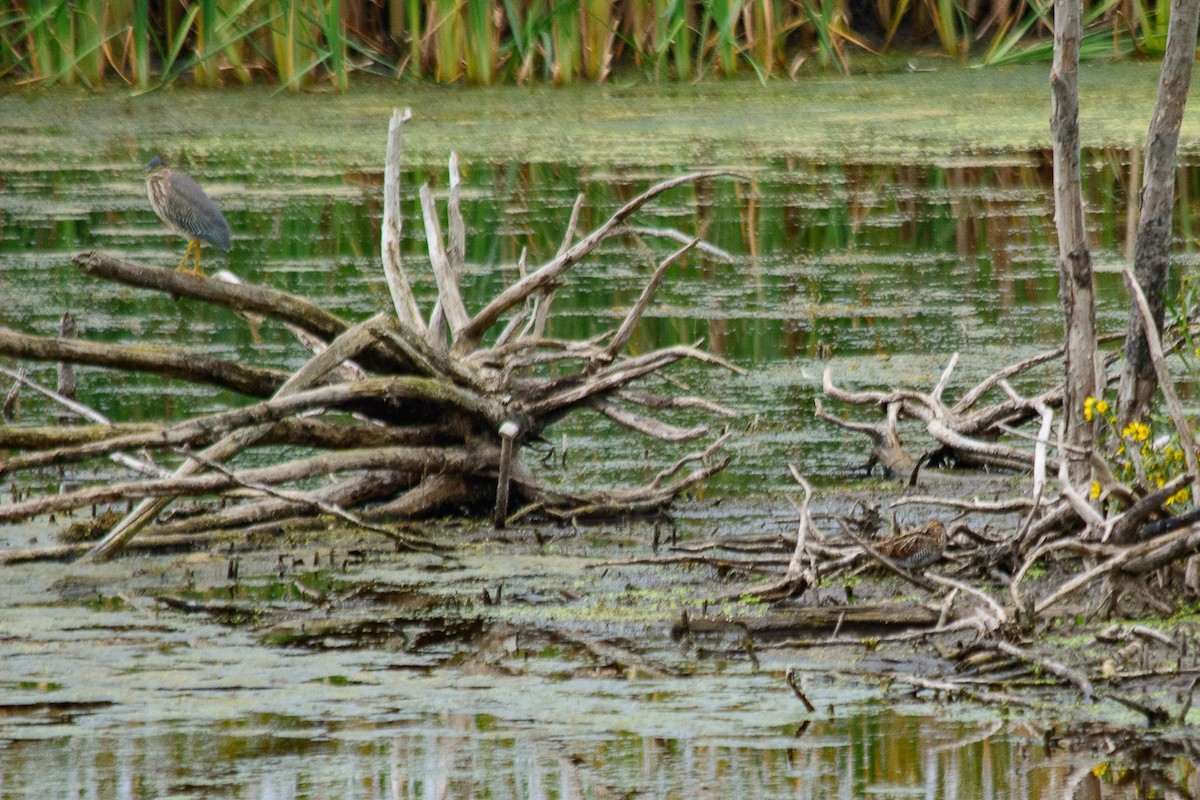 Wilson's Snipe - ML642086958