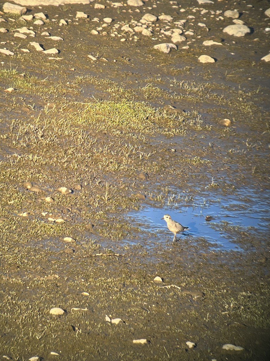 American Golden-Plover - ML642086964