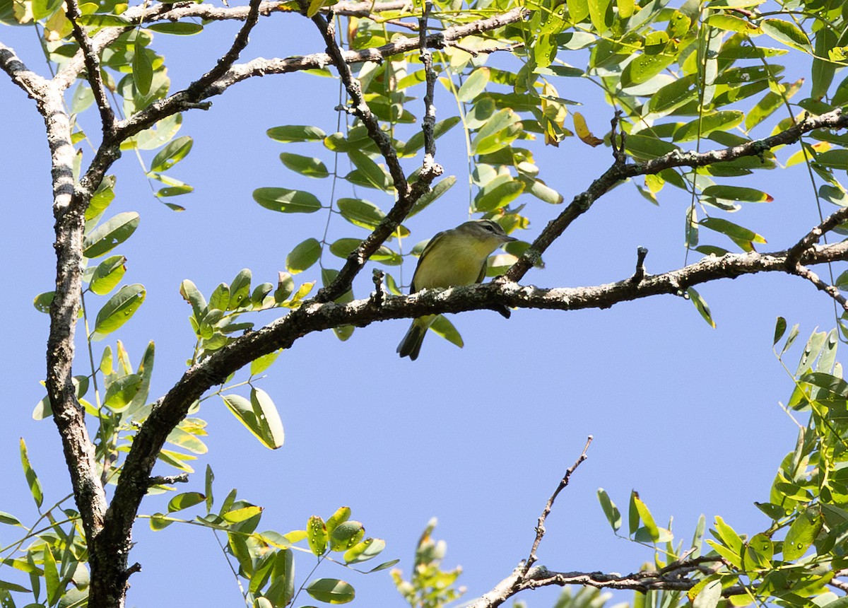 Philadelphia Vireo - ML642086979
