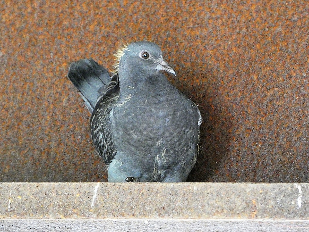 Rock Pigeon (Feral Pigeon) - ML642086986