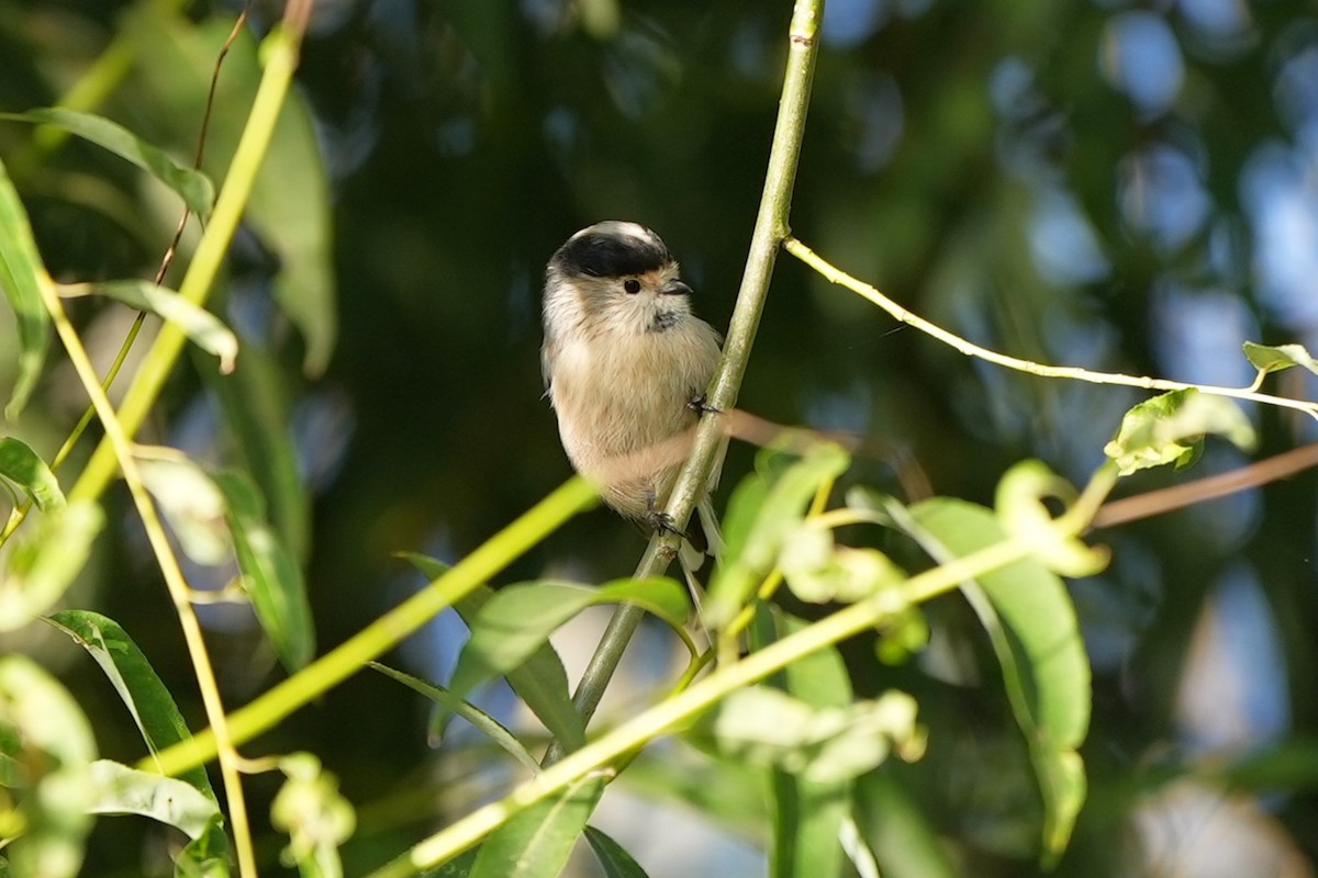 Silver-throated Tit - ML642087005