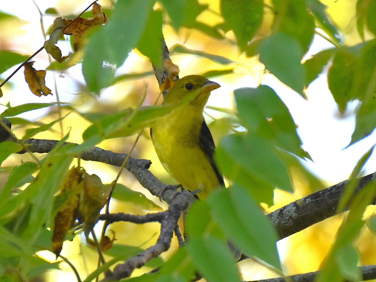 Scarlet Tanager - ML642087007
