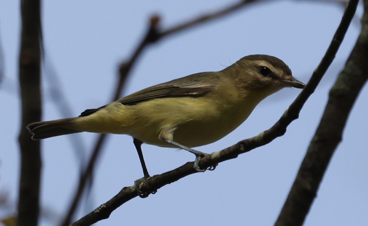 Philadelphia Vireo - ML642087018