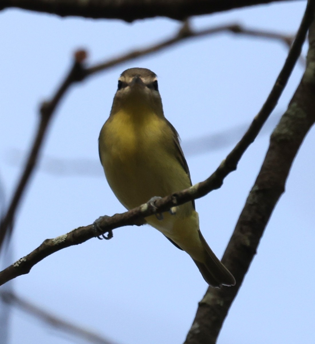 Philadelphia Vireo - ML642087019