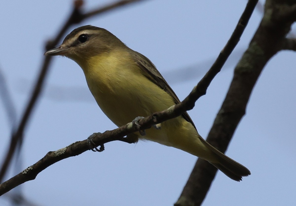 Philadelphia Vireo - ML642087020
