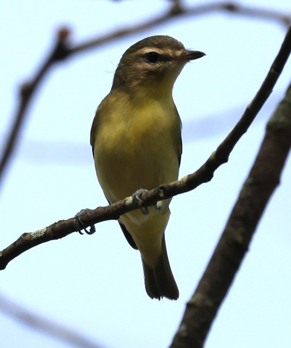 Philadelphia Vireo - ML642087021