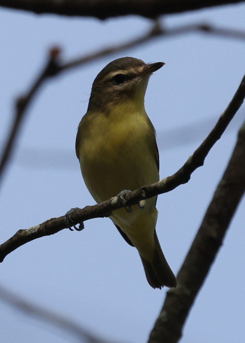 Philadelphia Vireo - ML642087022