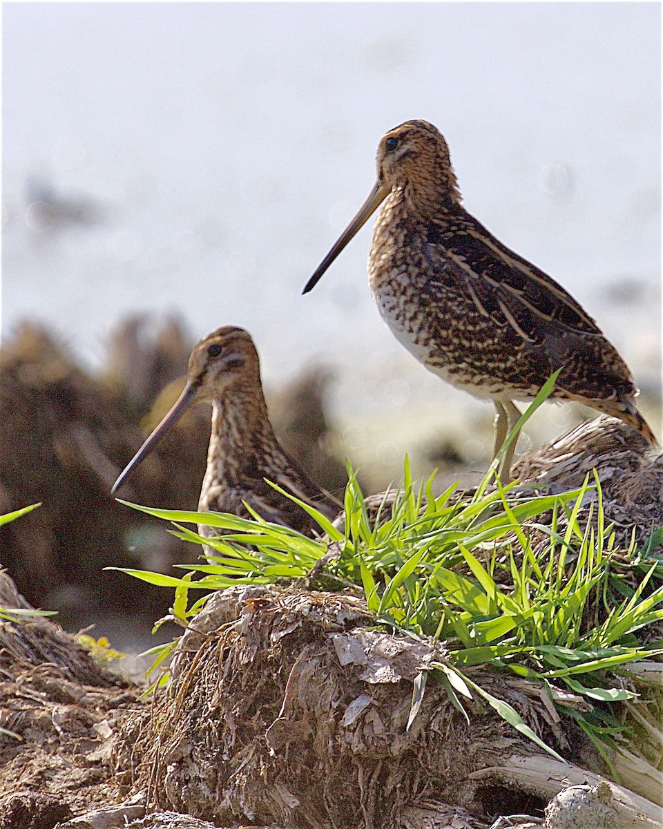 Wilson's Snipe - ML642087023