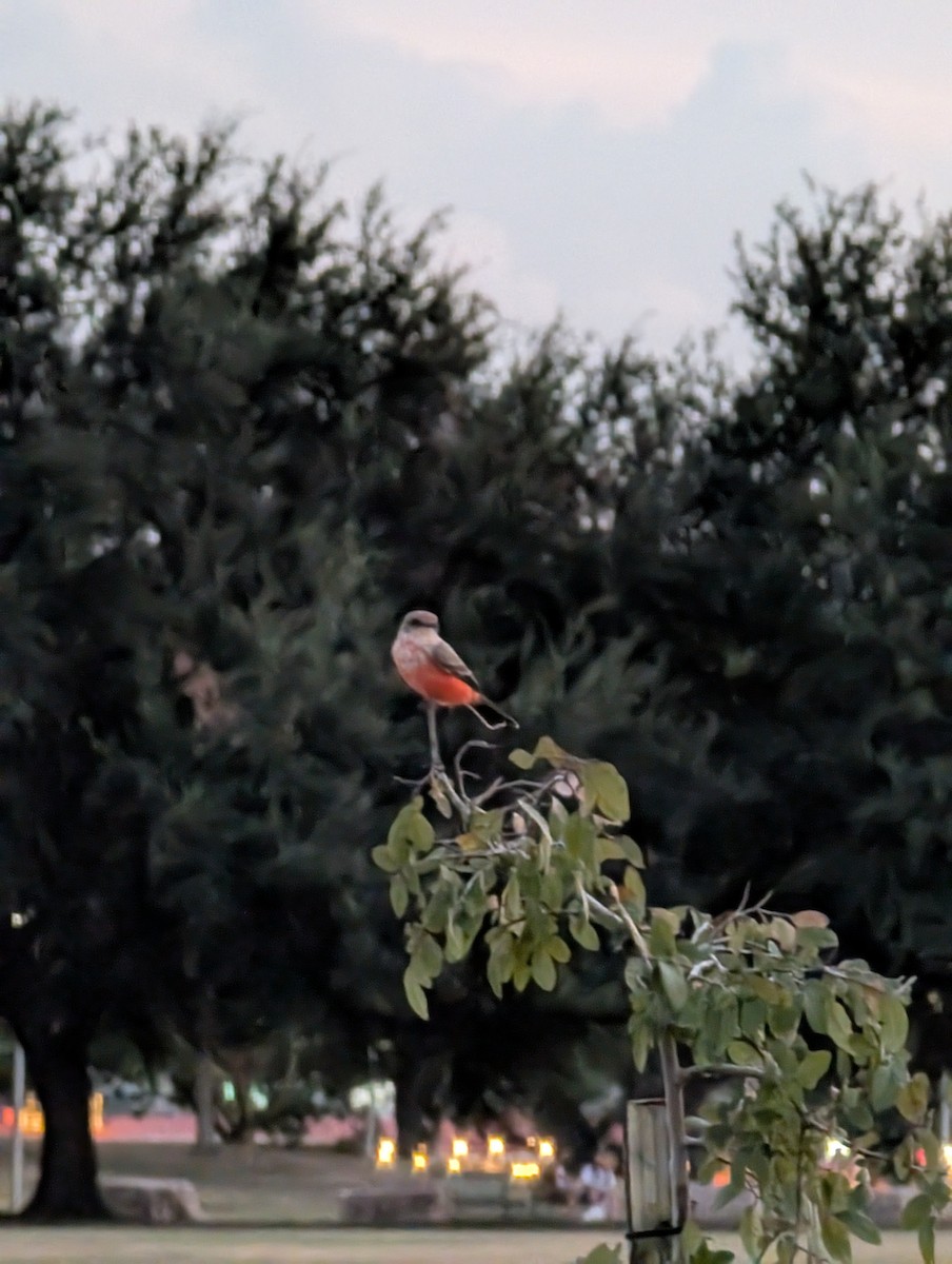 Vermilion Flycatcher - ML642087036