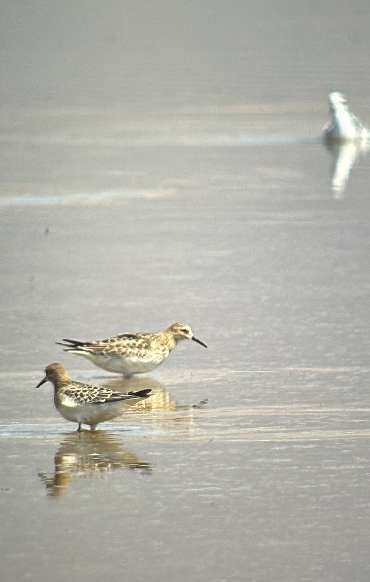 gulbrystsnipe - ML642087051