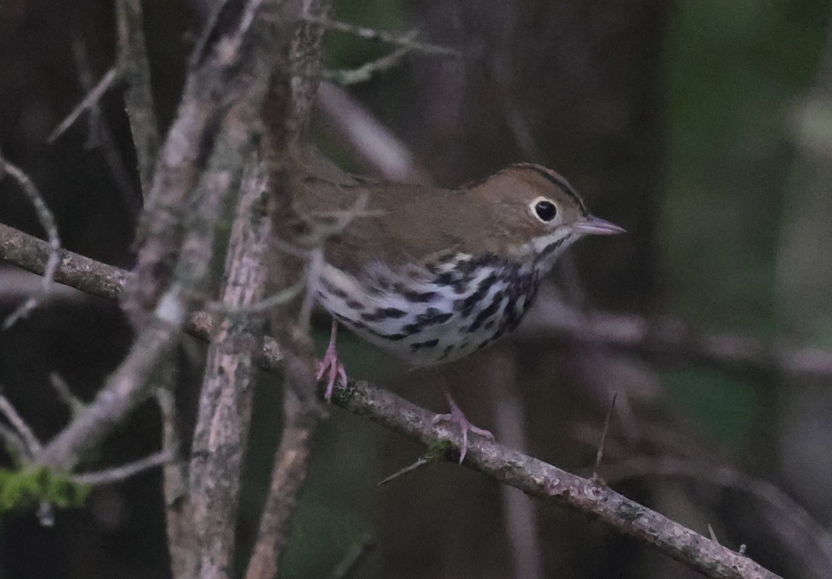 ovnparula - ML642087076