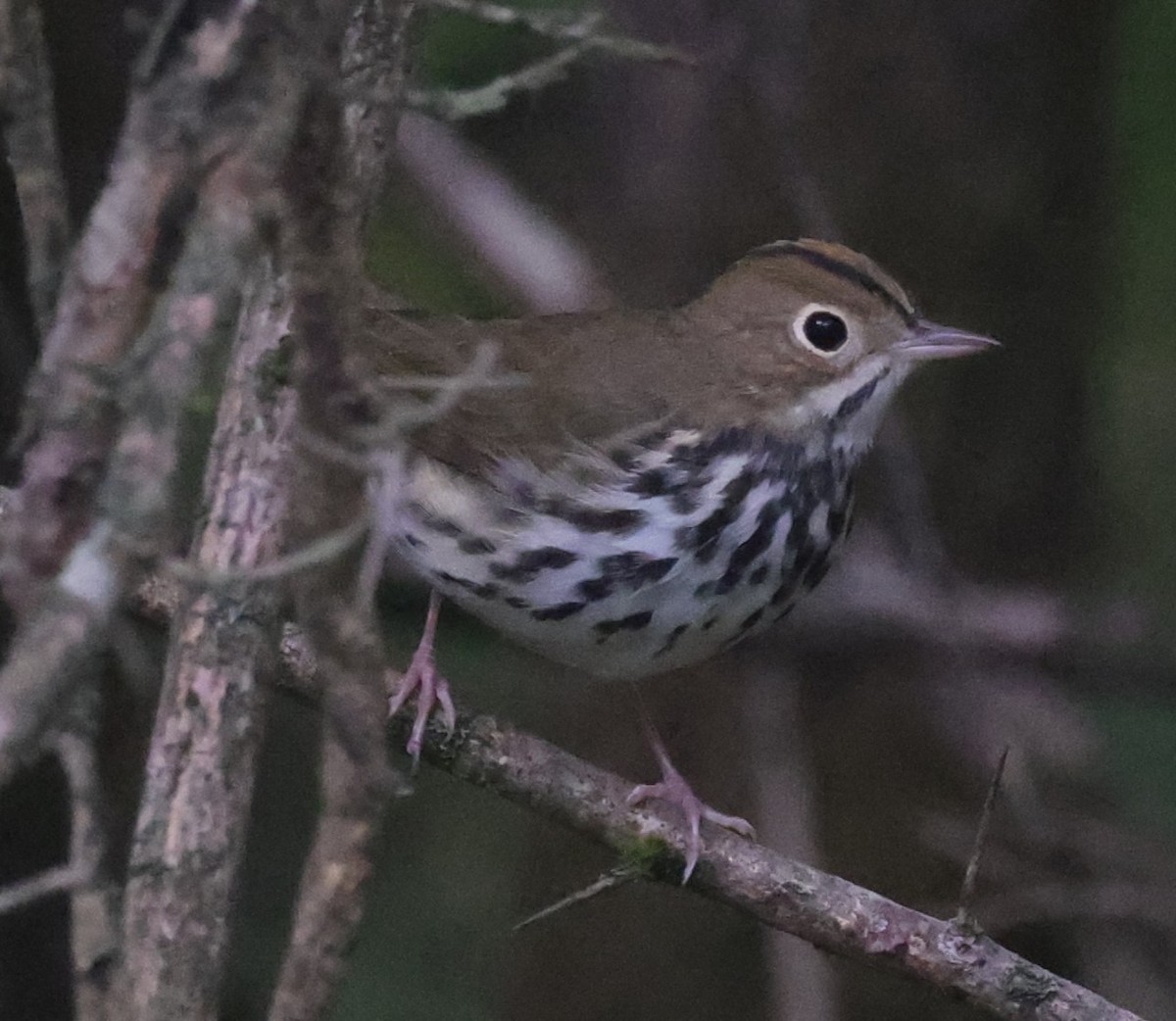 ovnparula - ML642087079