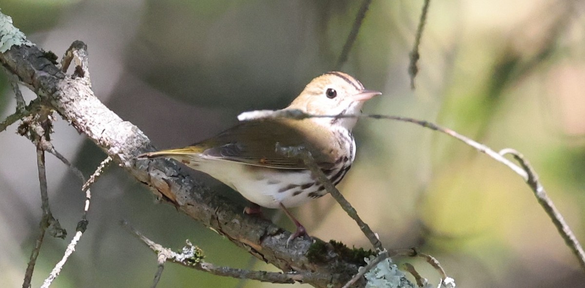 ovnparula - ML642087081