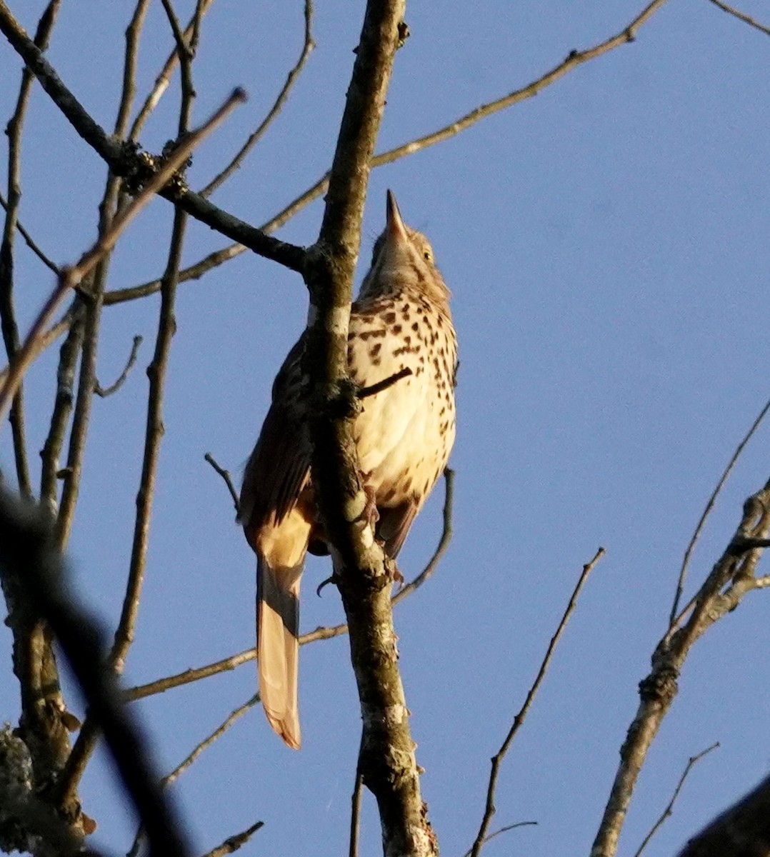 brunspottefugl - ML642087083