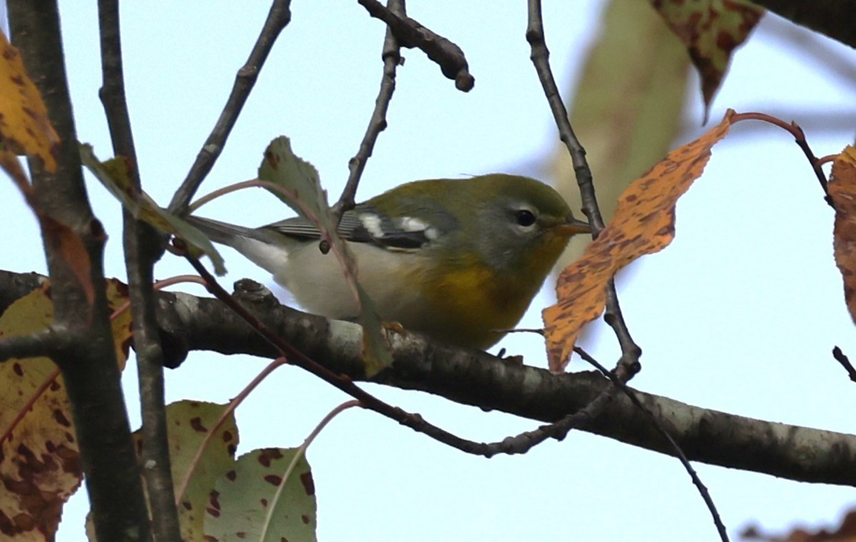 Northern Parula - ML642087091